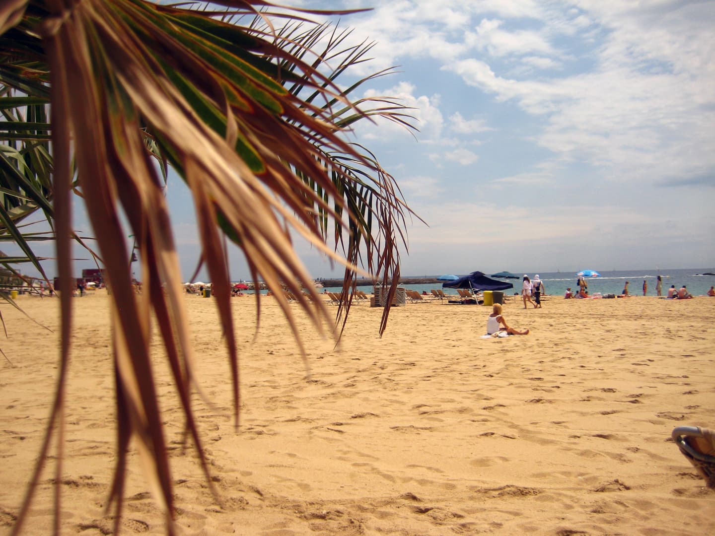 Peaceful scene at Barceloneta beach looking through palm leaves at people lounging about