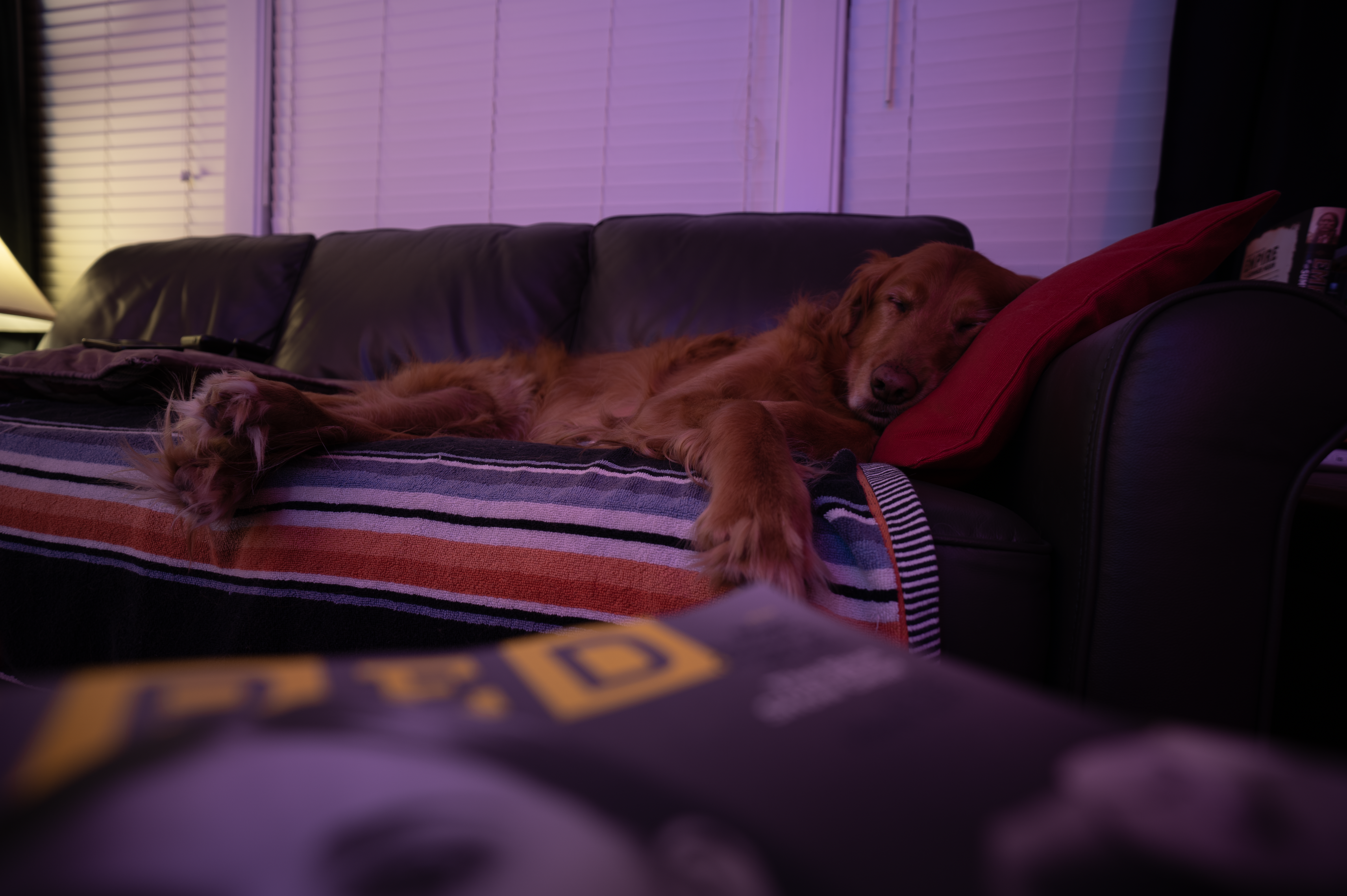 Golden retriever named 'Bear' lounging on a couch
