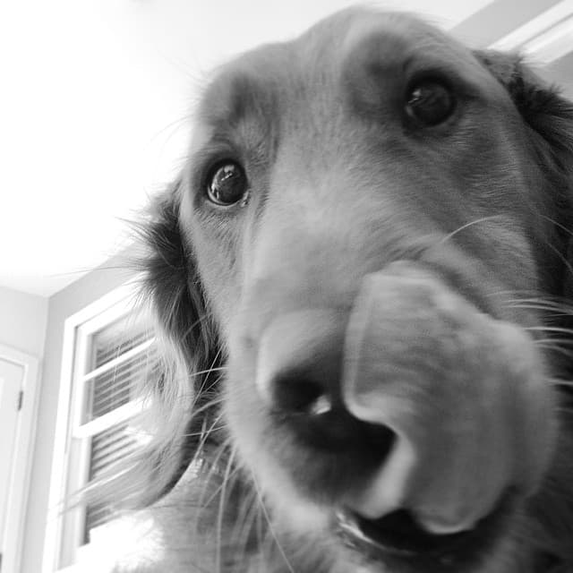 Golden retriever licking his lips in black and white