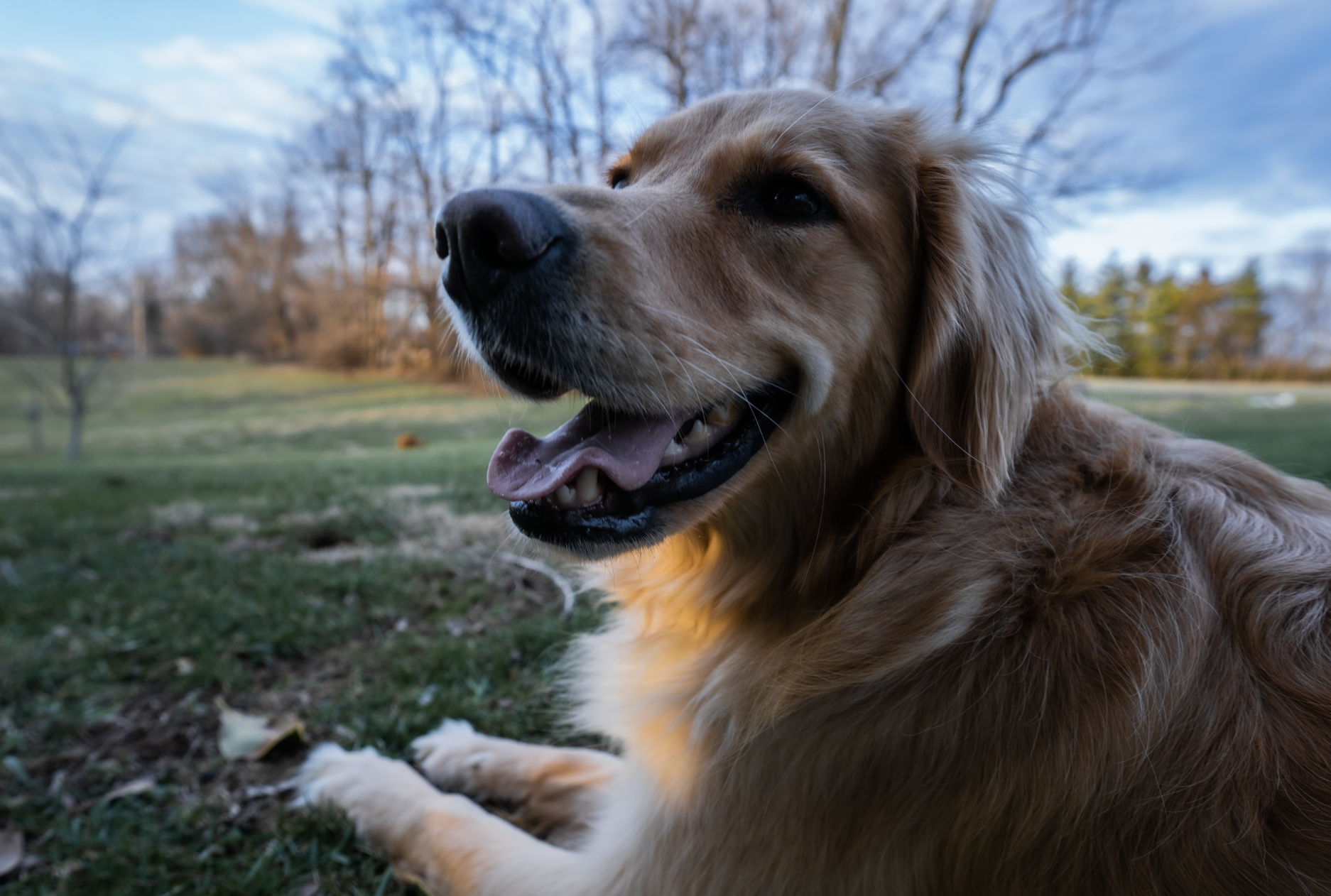 Golden retriever dog smiling with green grass and blue skies behind her