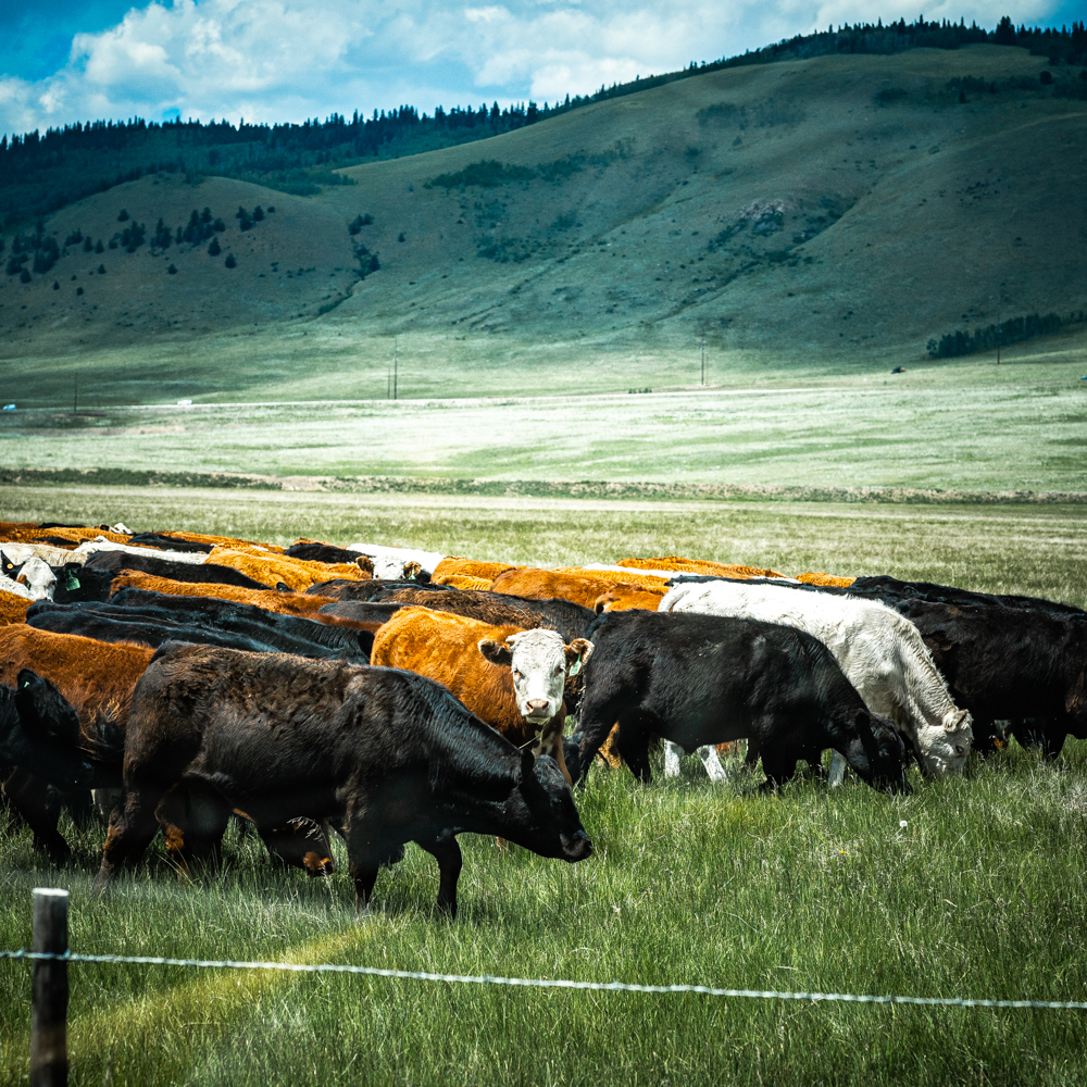 A single entranced cow stands out among a herd of moving indeifferent cattle over a vast mountain and sky background