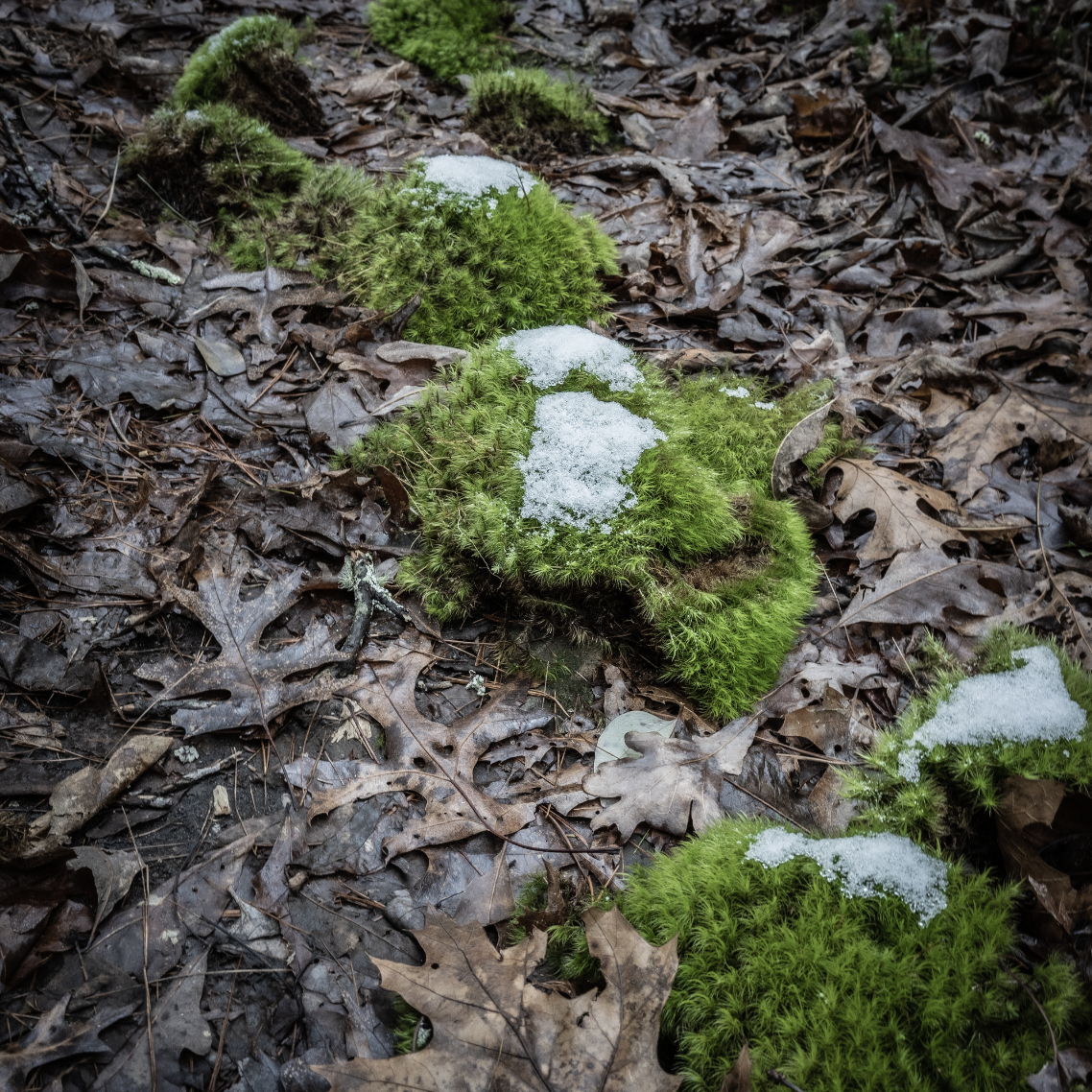 Closeup of a few clumps of moss on a damp leafy ground