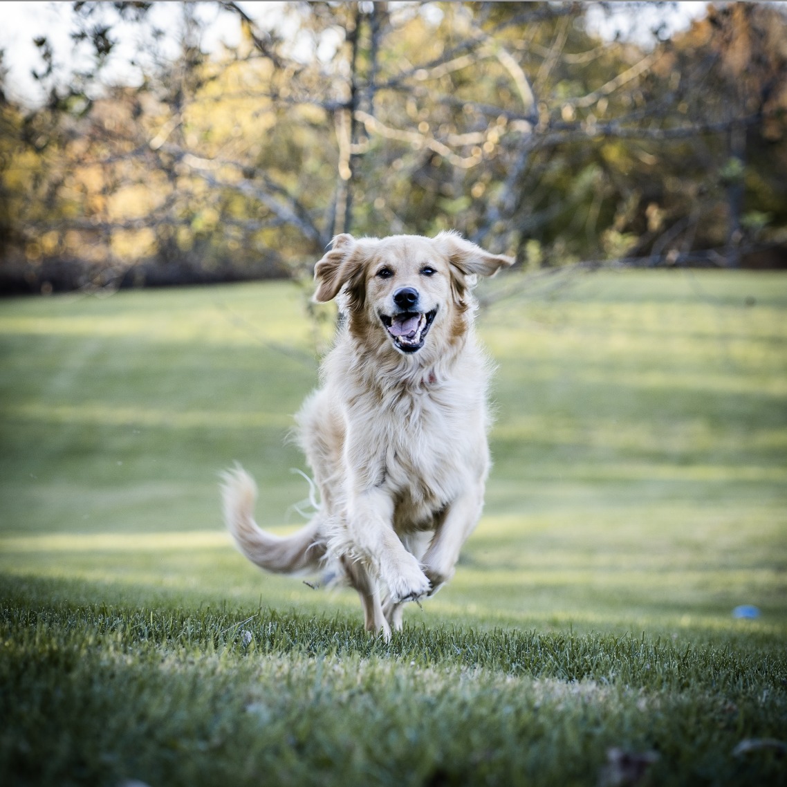 Golden retriever running with its rongue out towards you