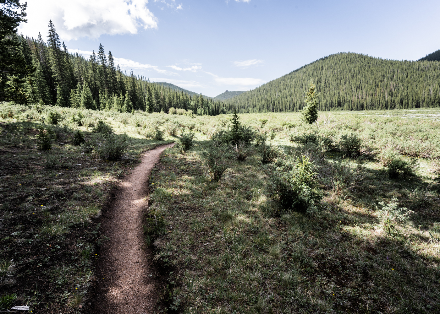 A hiking trail is carved in the direction away from the viewer, in the background an expanse of Colorado pointy evergreen trees