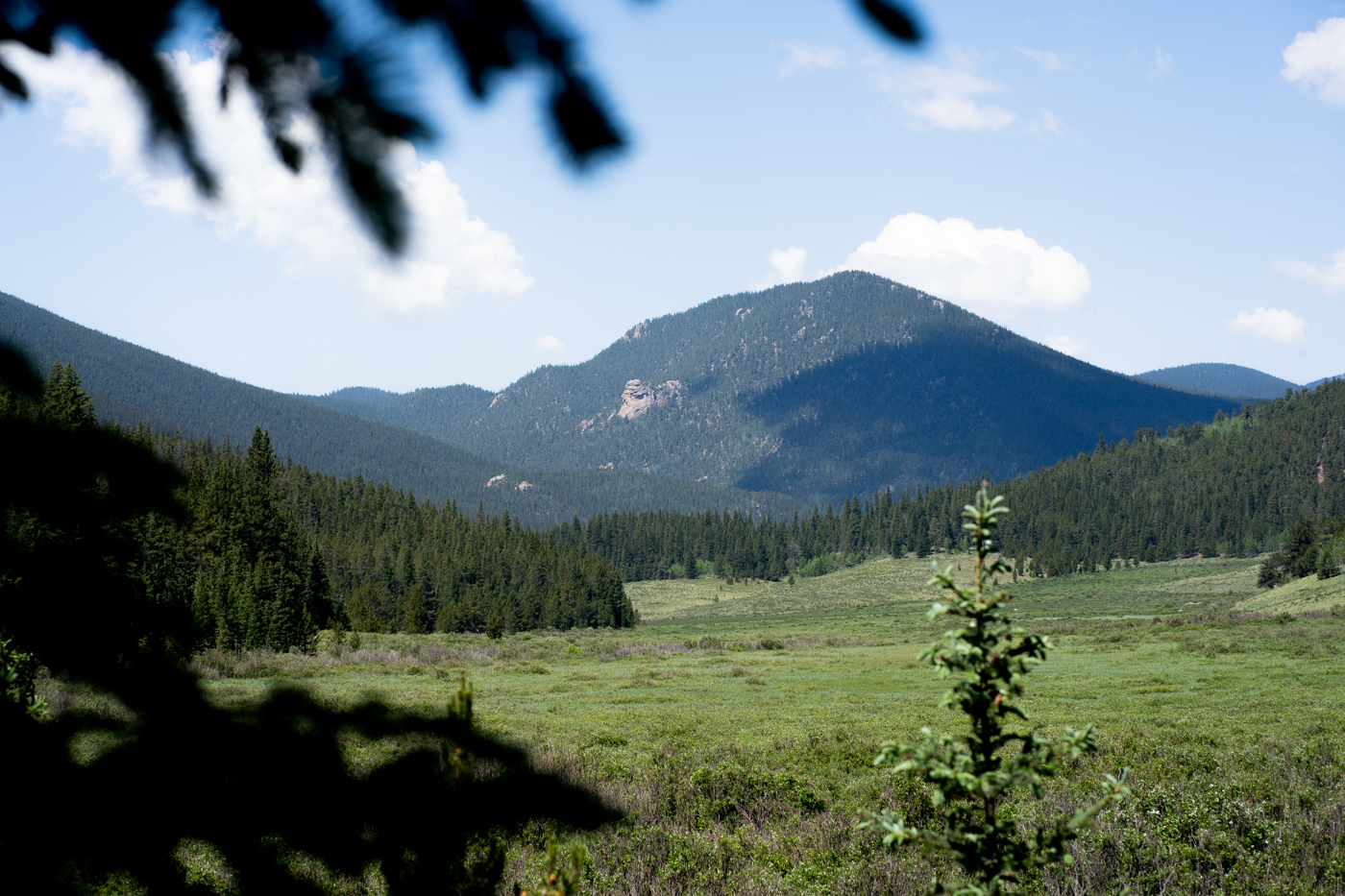 Thru the trees, a meadown crawls towards a Colorado mountain