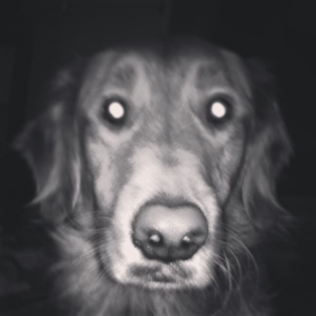 Golden retriever looking directly at the camera in the dark in black and white