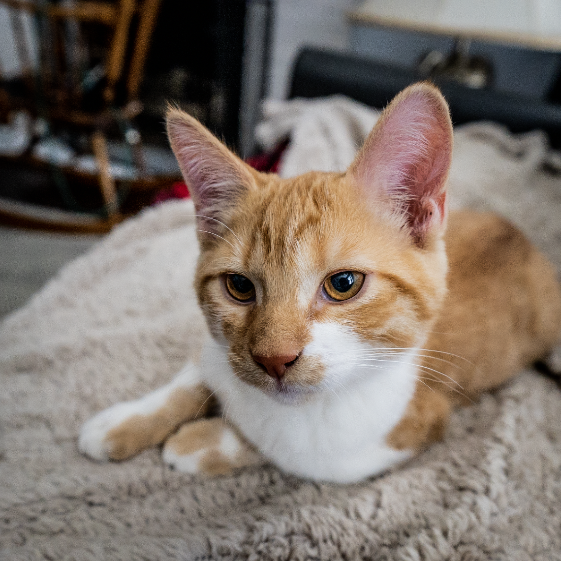 Portrait of orange cat looking up towards camera
