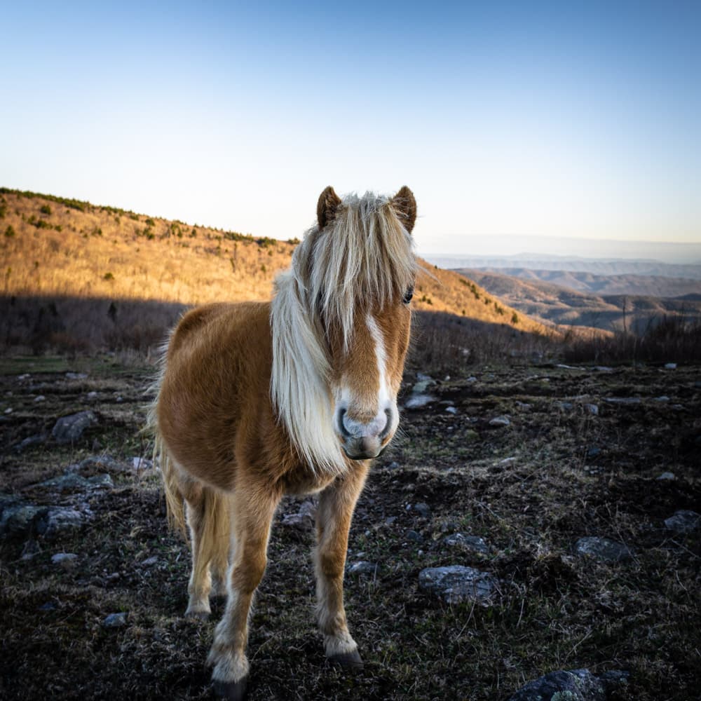 Portrait of Grayson Highlands pony looking straight at the viewer with a golden morning sun starting to illuminate the mountains and valleys in the background