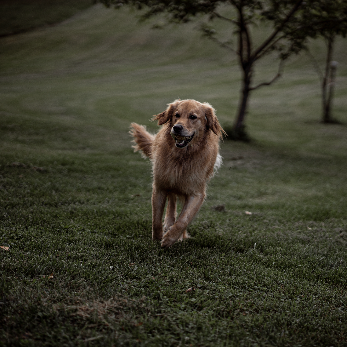 Golden retriever running with a ball in its mouth
