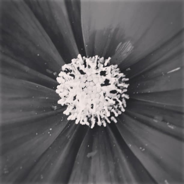 Black & white flower dead center of frame