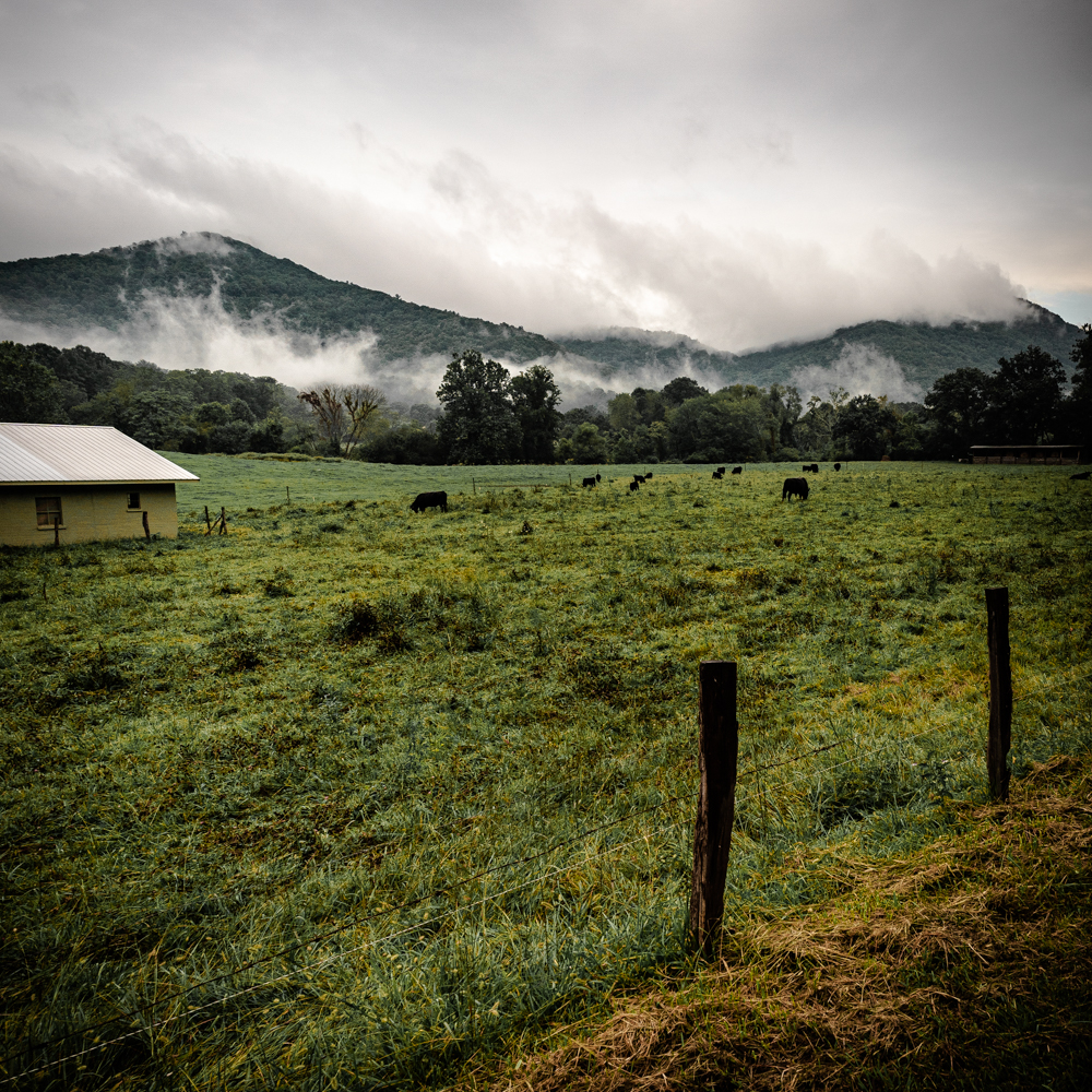 An early morning cattle farm in the foreground sits below a massive expanse of the fog layered Appalacian mountains in the background