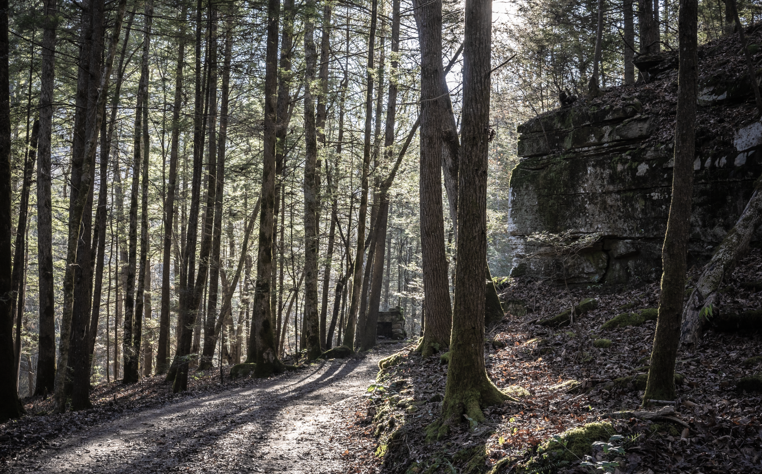Sun coming through the woods onto a trail flanked by a large boulder