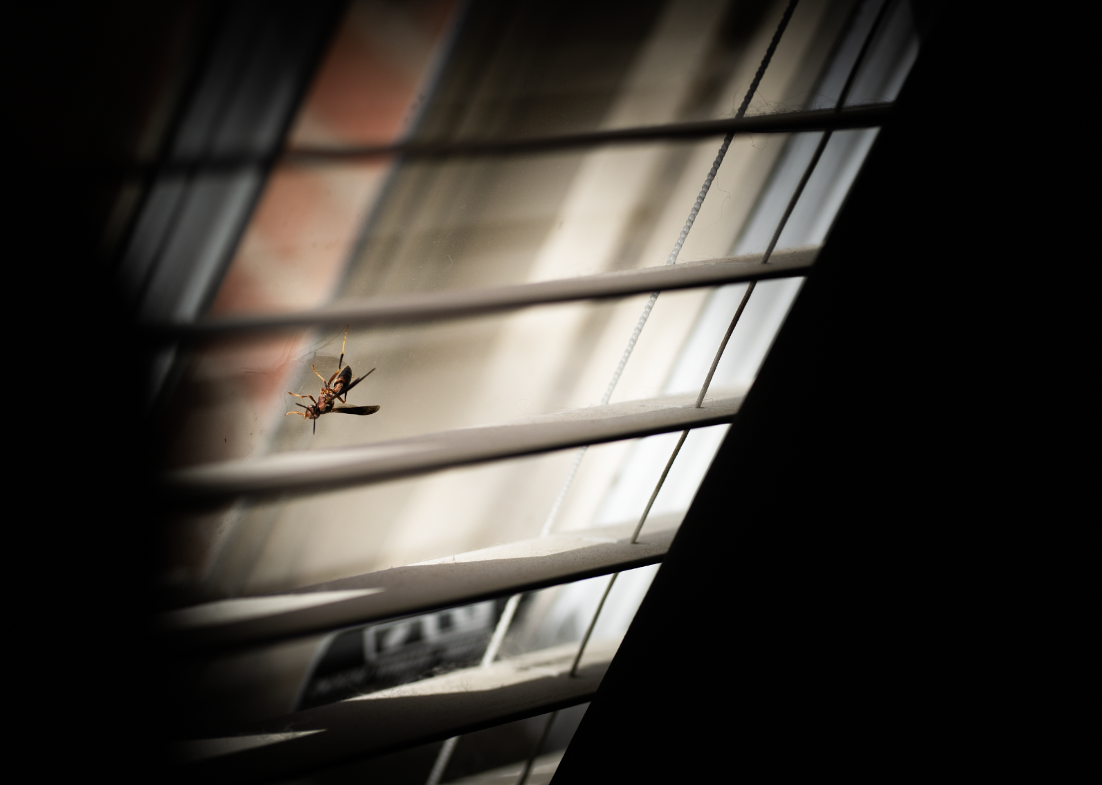 Wasp crawling on a window with late afternoon sun shinning in