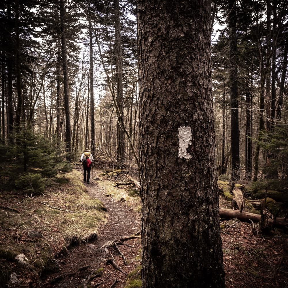 A tree with a white blaze and trail running along it stands in the foreground with a backpacker hiking down the trail in the background away from the camera