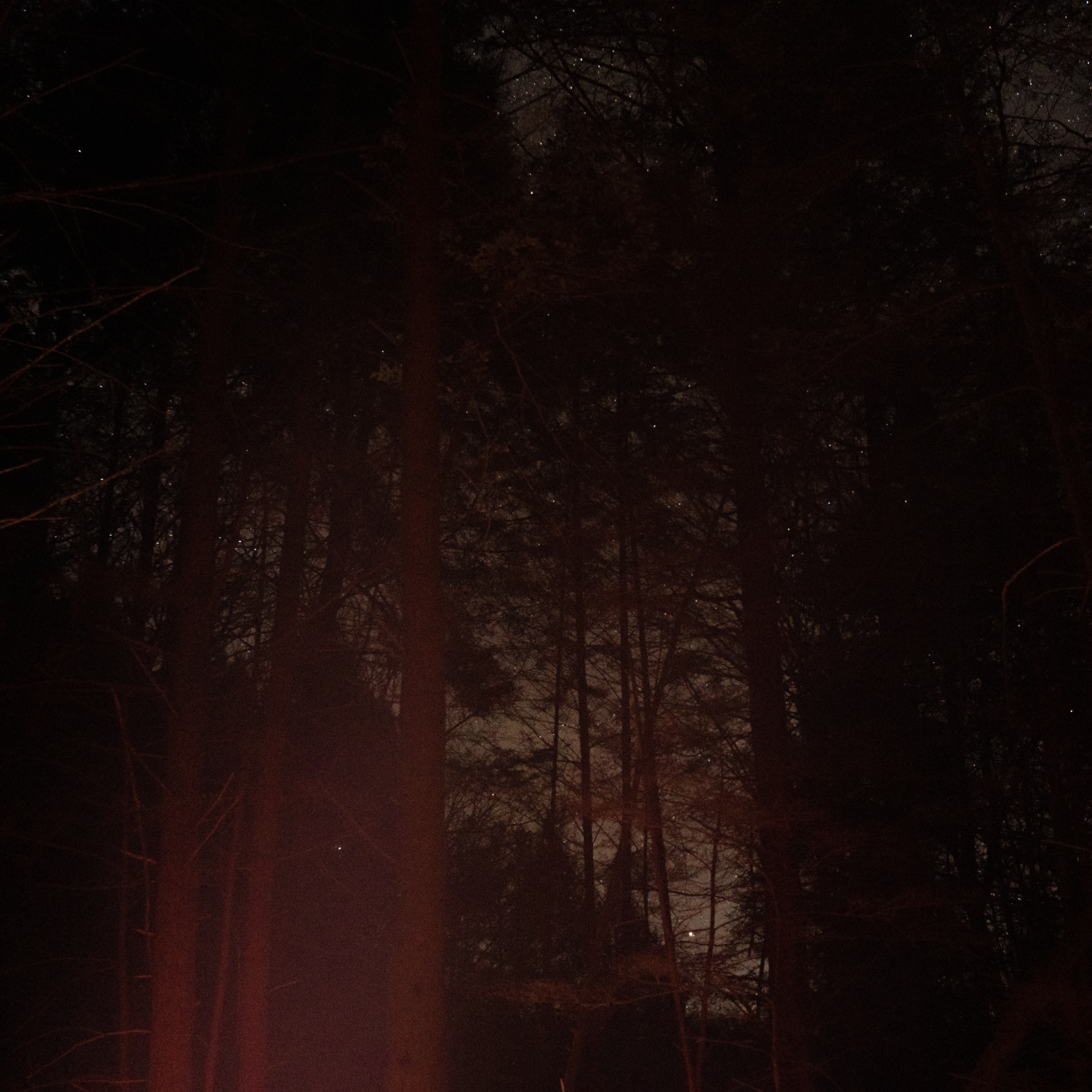The faint glow of a fire illuminates the trees above with a starry night barely visible in the background