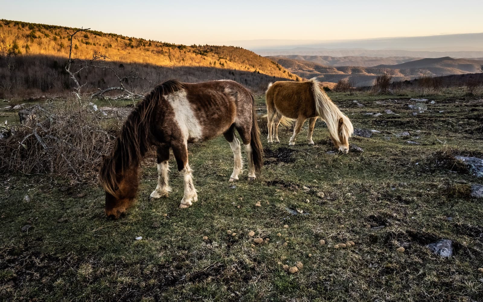 2 ponies grazing in the Grayson Highlands with the morning sun illuminating the moutains behind them in the distance