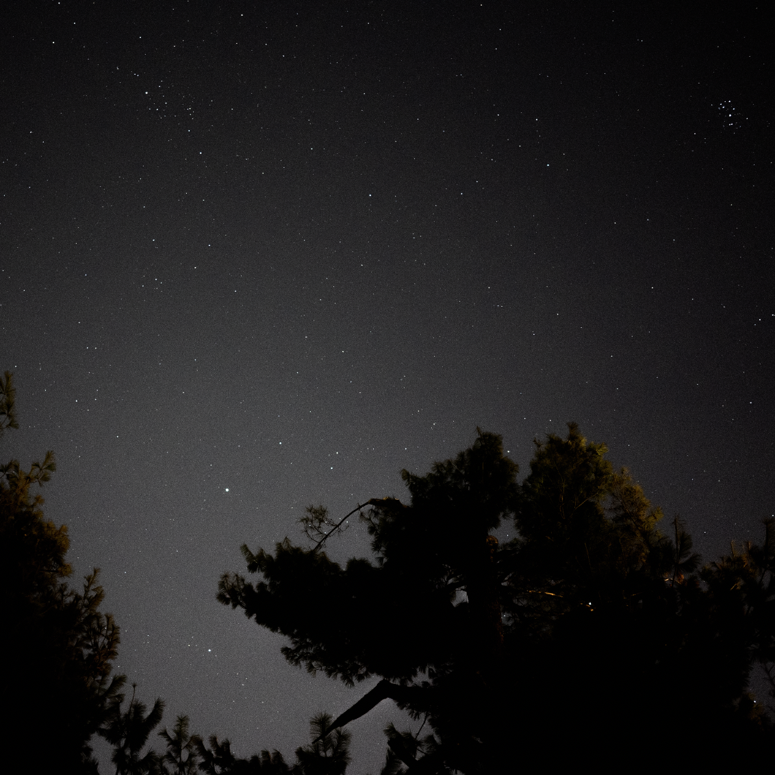 Night sky looking out in the backyard above the tree line