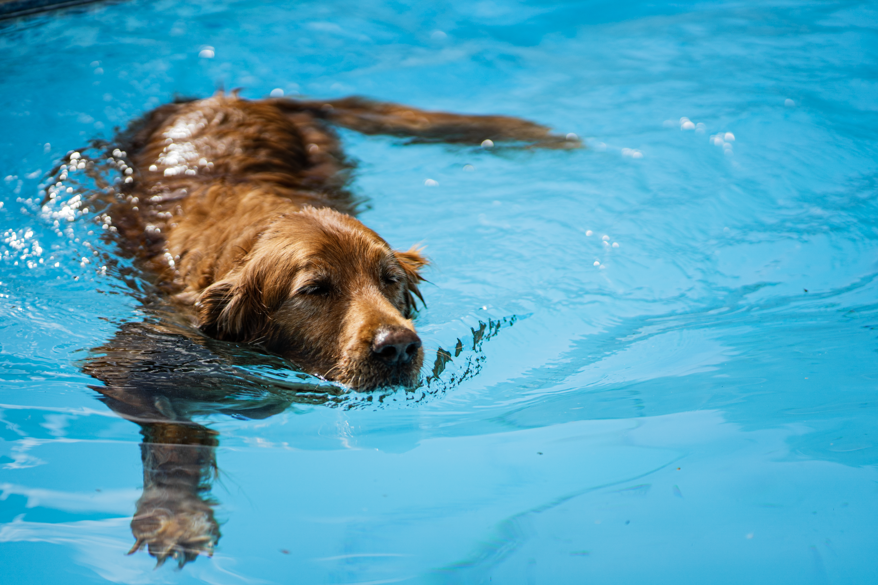 Golden retriever named 'Bear' swimming in crystal blue pool