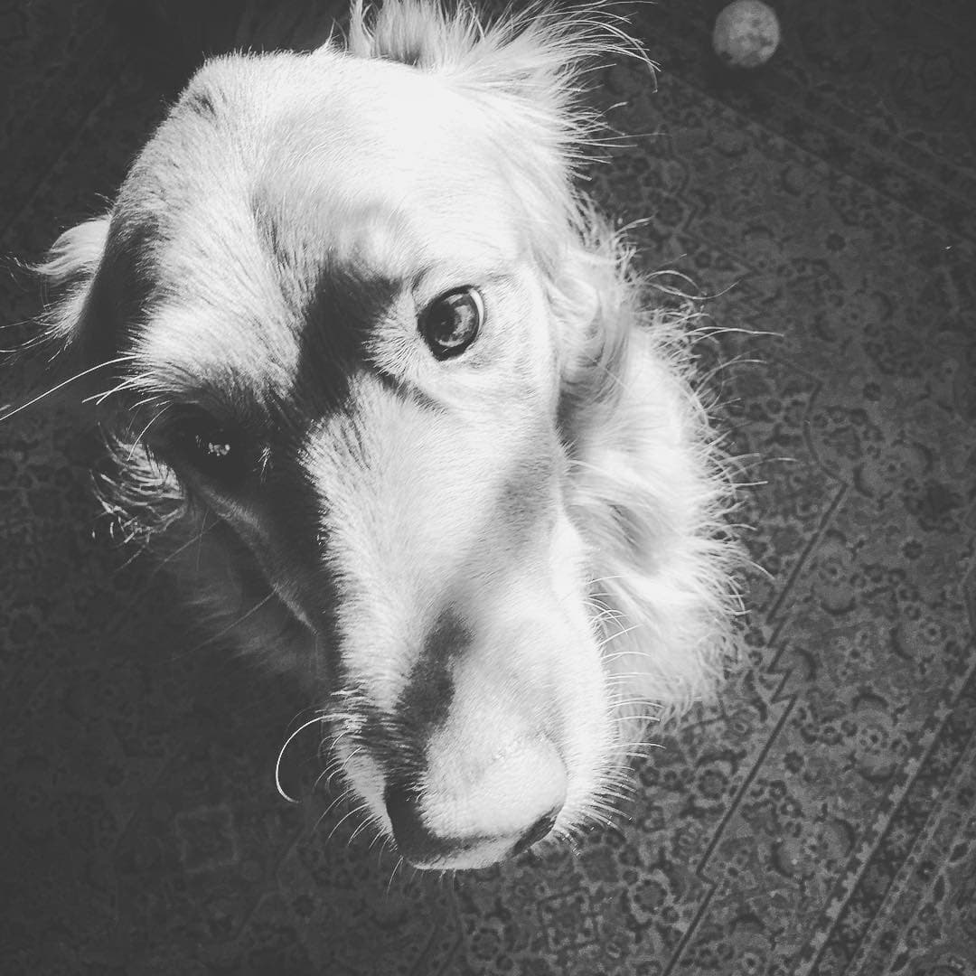 Golden retriever begging in sun beams