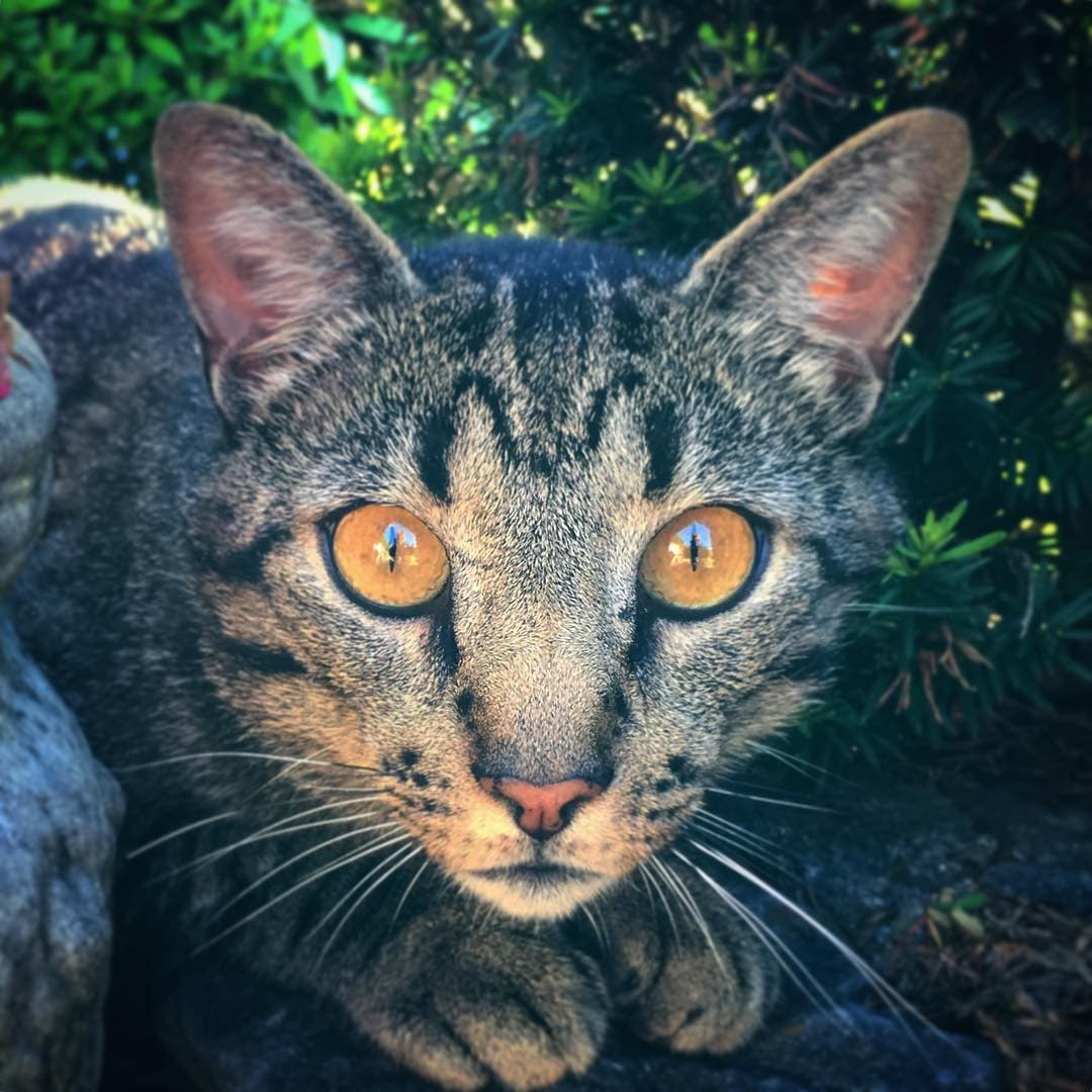 Closeup of gray and dark striped cat with big yellow eyes