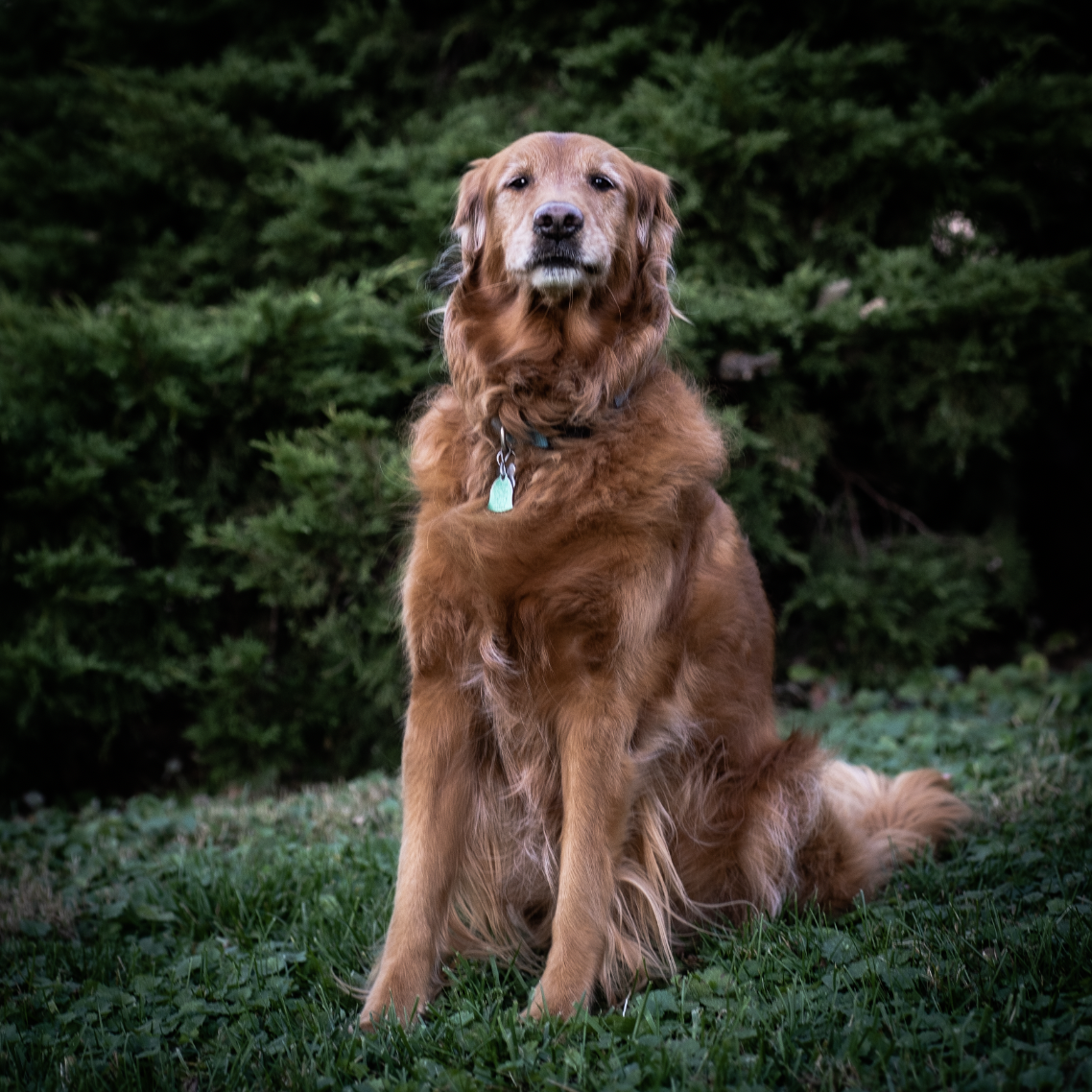 Golden retriever sits on lush green grass with a green bush behind him