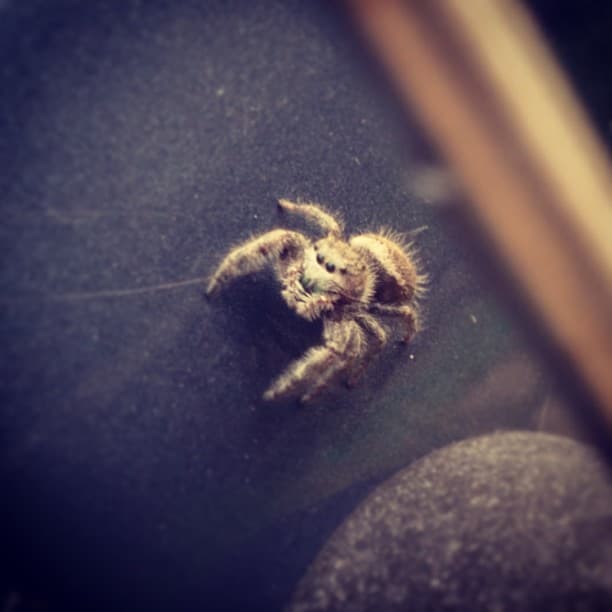 Macro shot of a jumping spider