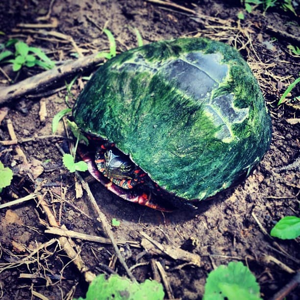 Shy turtle with a mossy shell